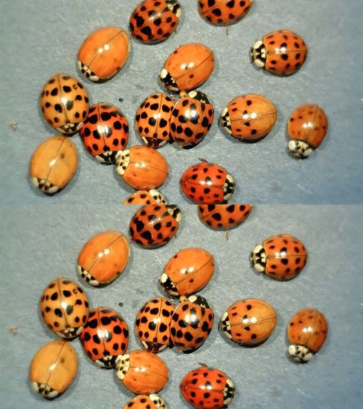 What It Means If You See a Yellow Ladybug