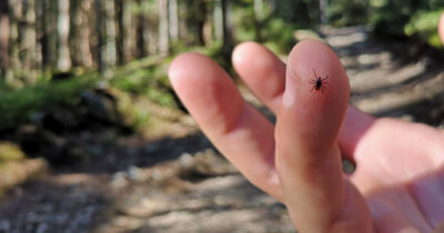 If you find ticks inside your home, here’s what you should know